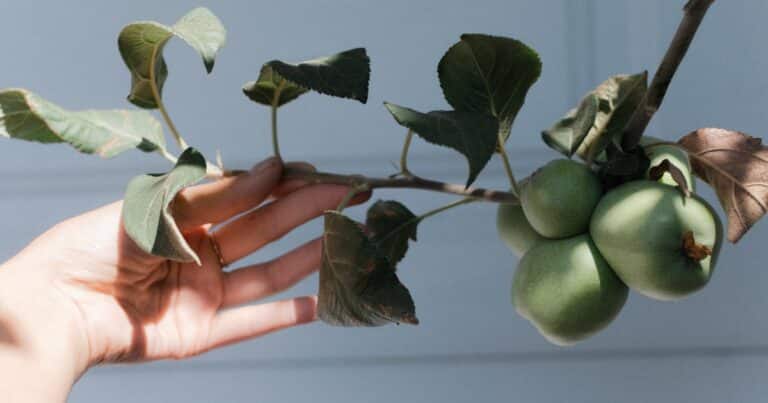 yapay zeka bitki bakimi