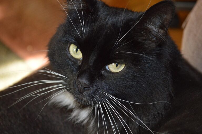 akilli kapi zili yerel depolama